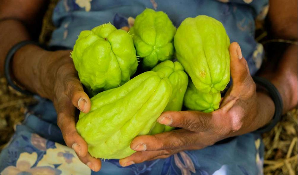 Panama''s fruit recipes 