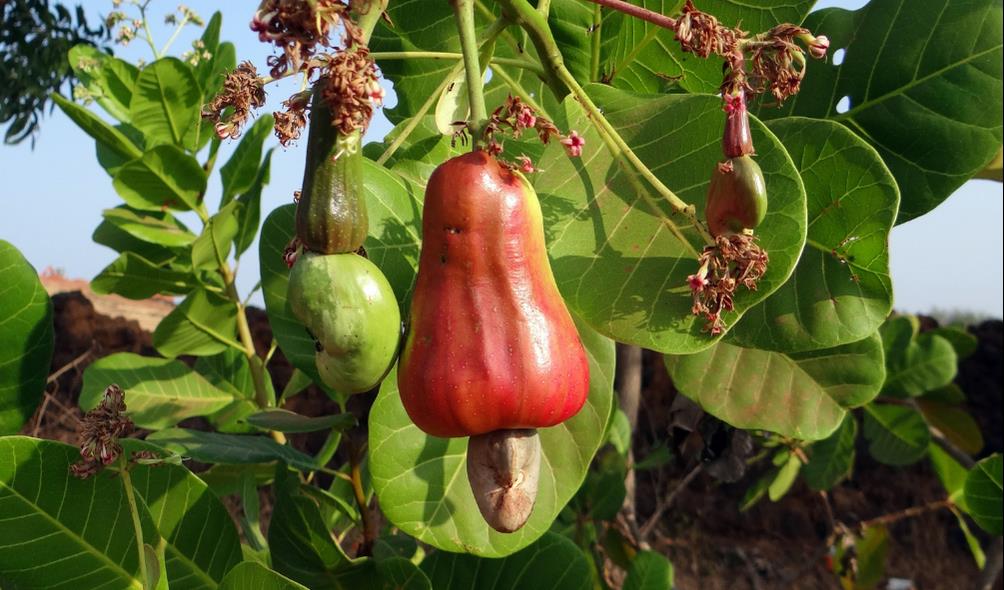 Panama''s tropical fruit varieties 