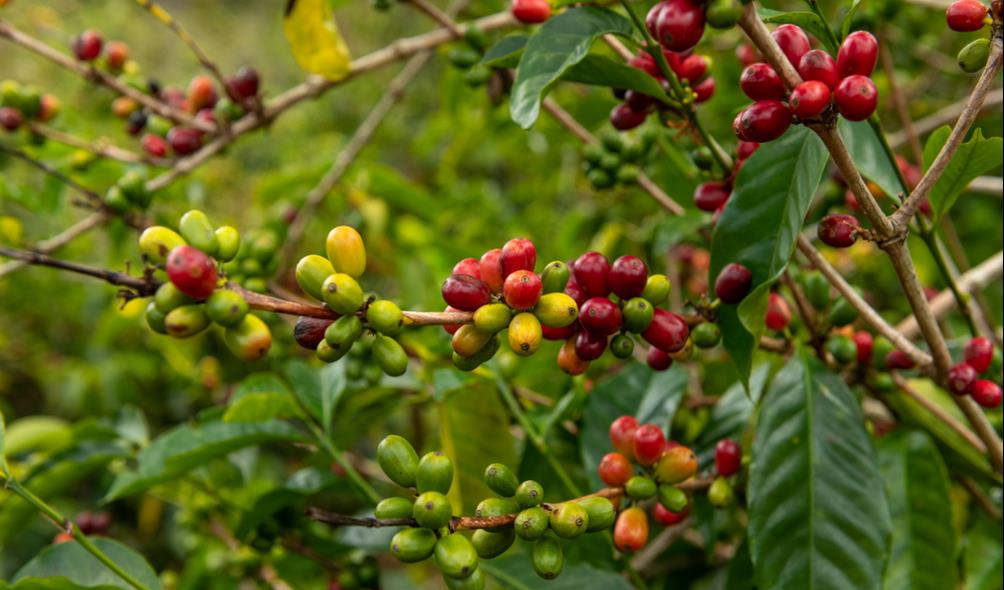 Panama coffee economy 