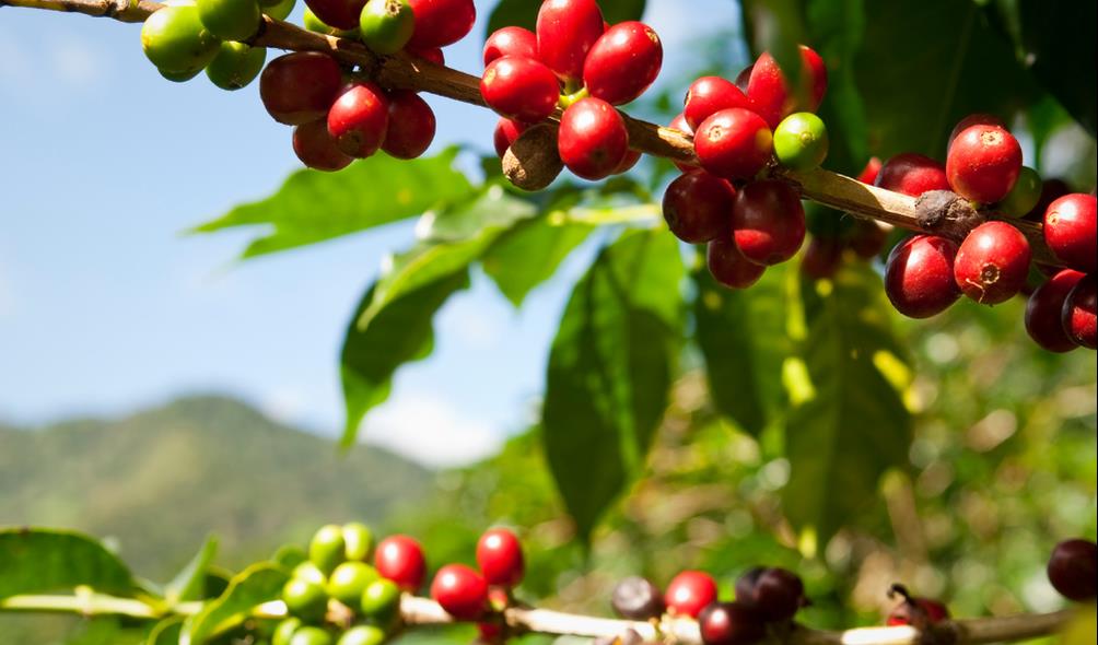 Panama coffee tours 