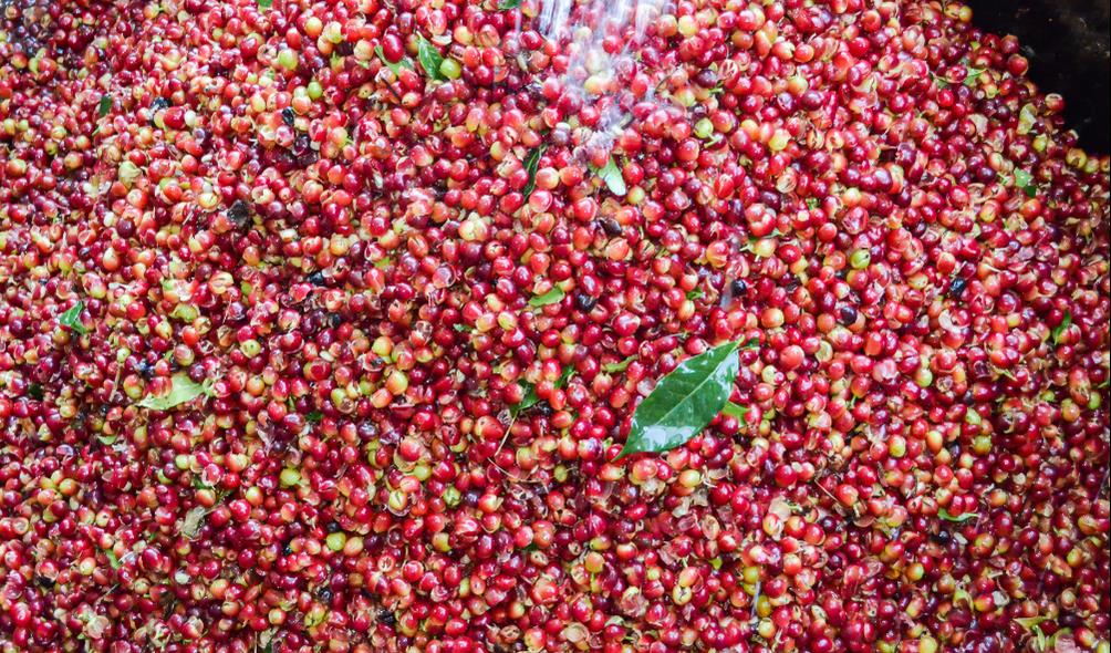 Panama coffee processing 