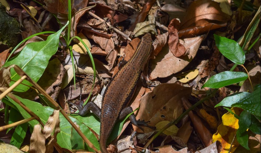 Panama''s diverse habitats 