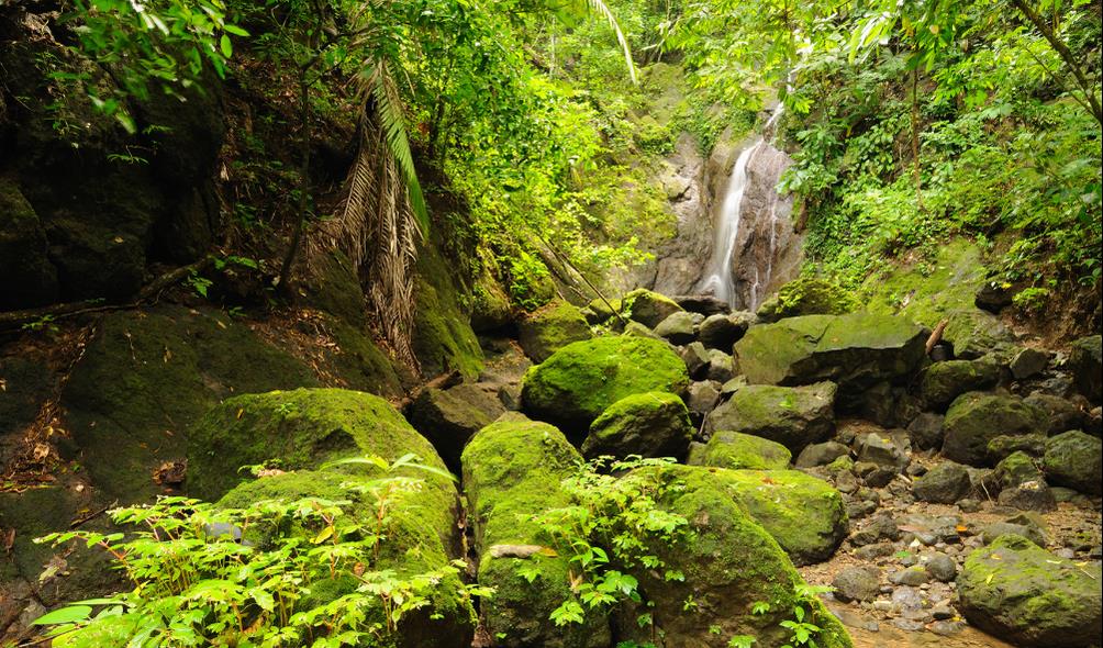 Panama conservation efforts 