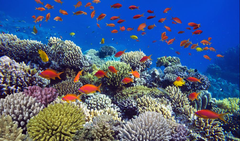 rainforest climate impact 