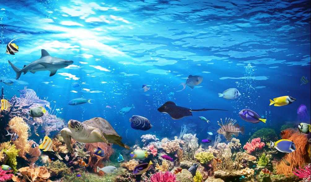 coral reef health 