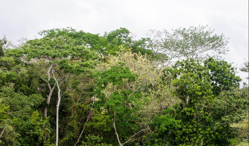 Relaxing sounds of Panama 