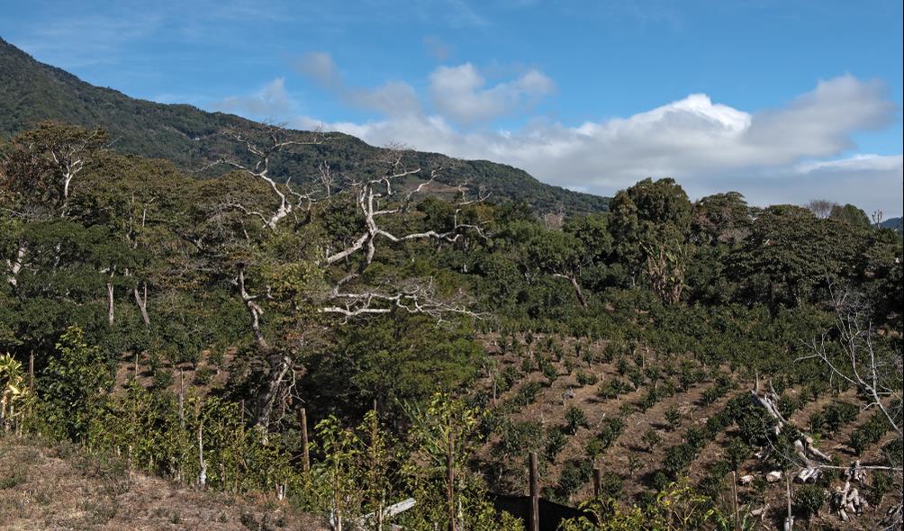 Coffee Highlands photography spots