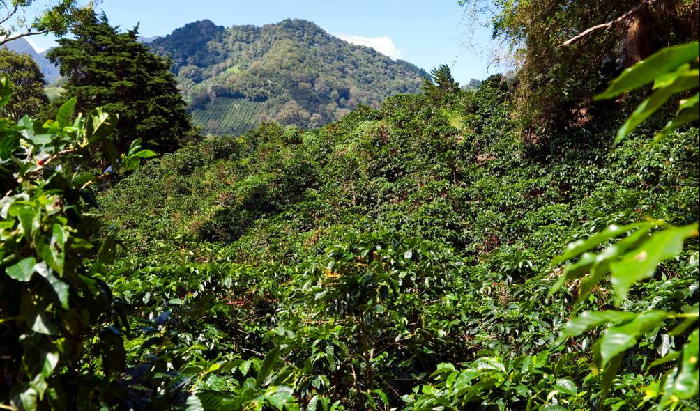 Coffee Highlands photography spots