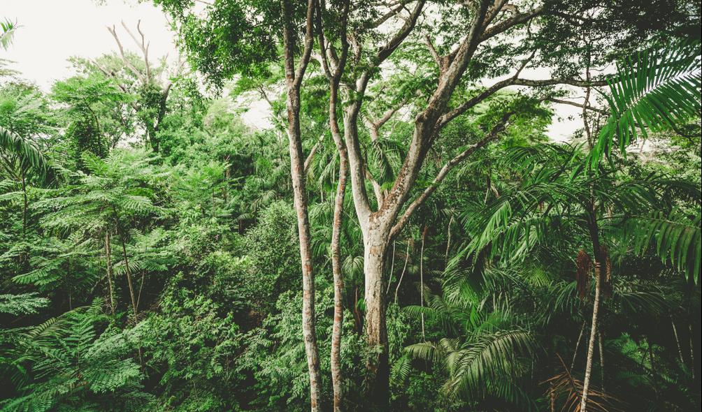 Panama fresh air locations 