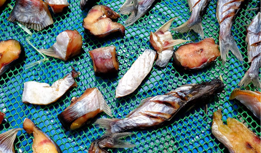 Panama ocean bounty 