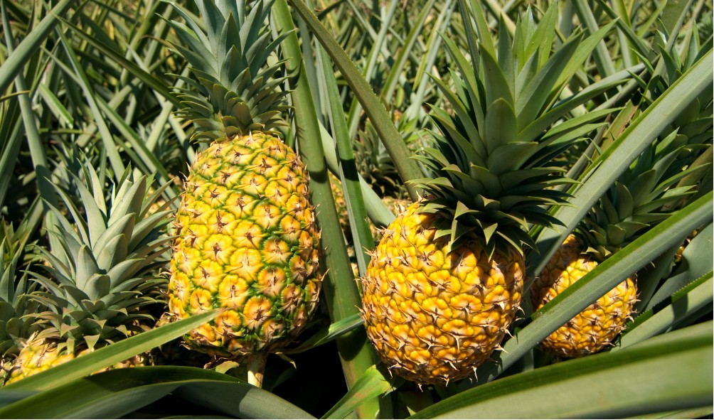 Tropical spices for better living 